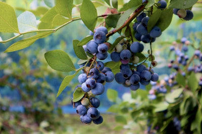 この季節、とって欲しいスーパーフードとは？