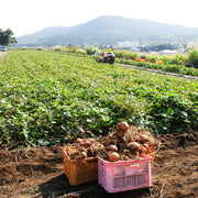3週間すっきり実感パック
